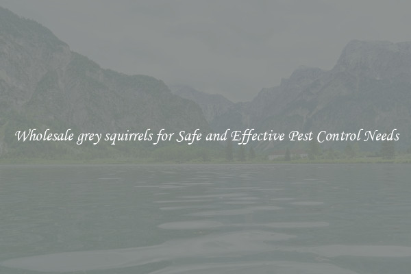 Wholesale grey squirrels for Safe and Effective Pest Control Needs